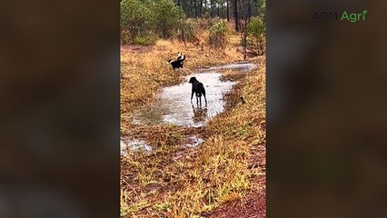 Radke Family Reports Heavy 80mm Rainfall at Stonelands 🌧️