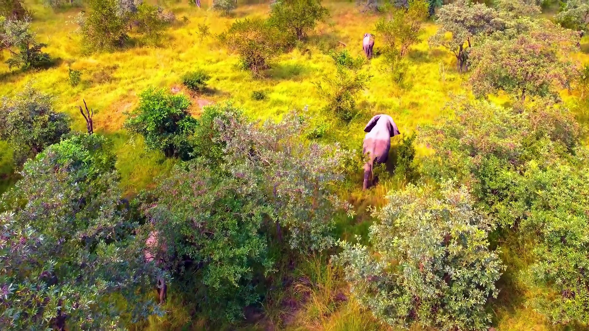 ⁣Wonderful 8K Videos - Amazing Wild Animals in Dolby Vision 8K HDR 60fps