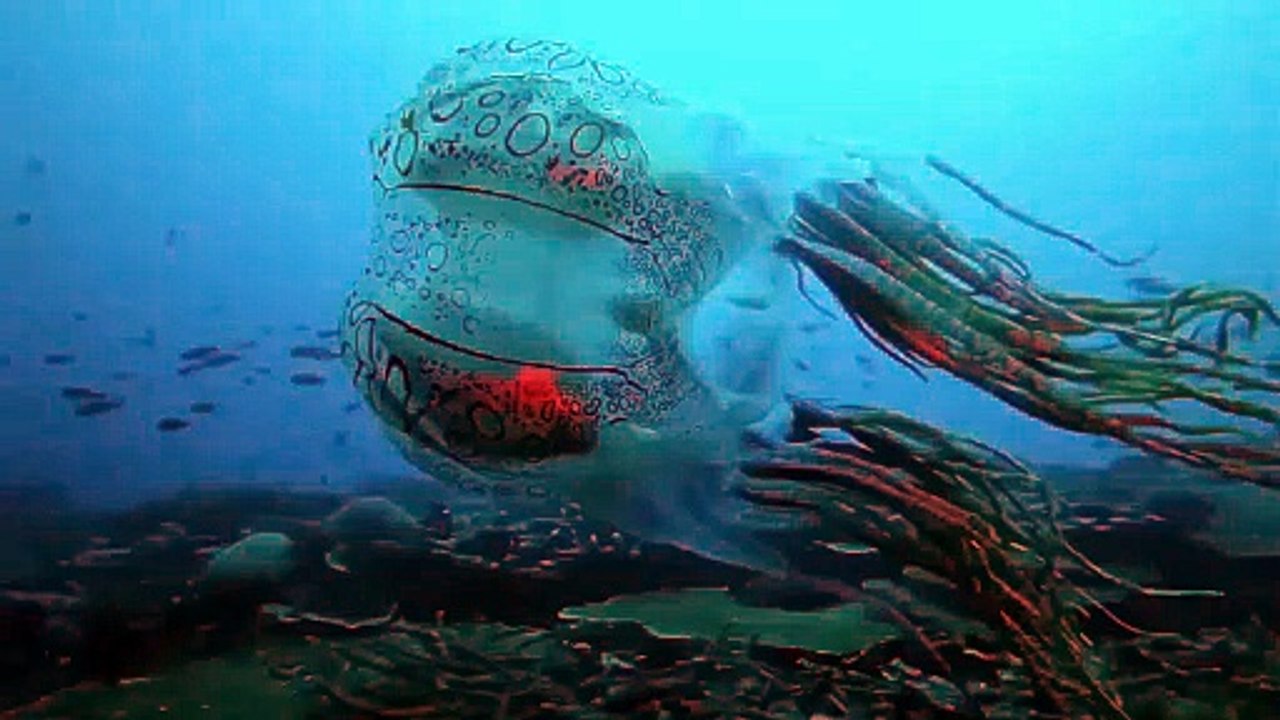 One of the rarest animal sightings in the world: chirodectes maculatus, only seen once before