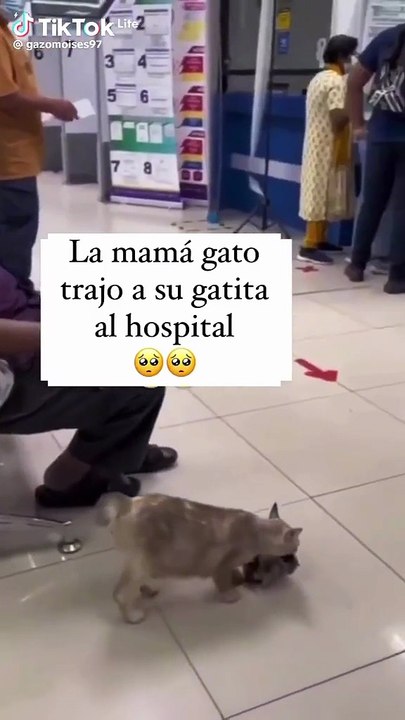 Gatita lleva su cría al hospital 🙂