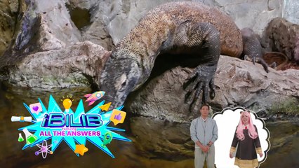 iBilib: Do dragons still exist today? Let's find out!