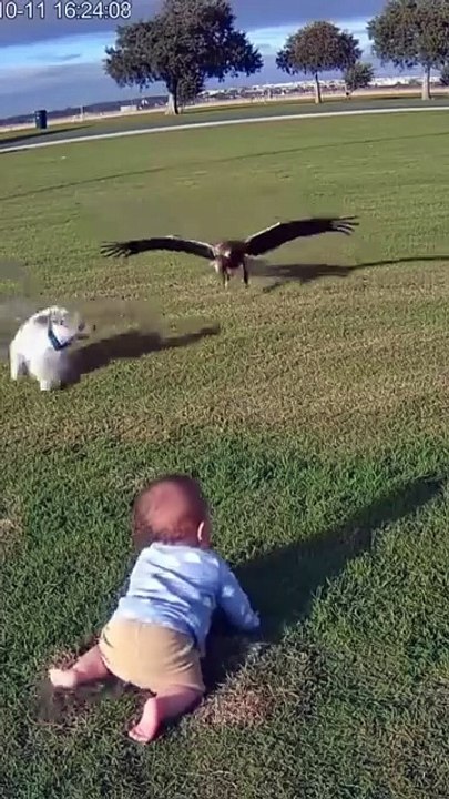 Brave Dog Saves Little Boy from Eagle Attack in the Garden | Real Hero Dog Story