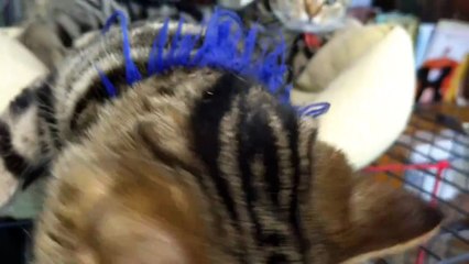 体育の日　トラ君と休日ゴロゴロする末っ子ミミ😺