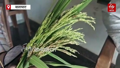 धान की फसल में नहीं लगेंगे रोग, बीमारी के लिए इन दवाइयों का करें छिड़काव
