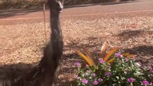 Emu bird
