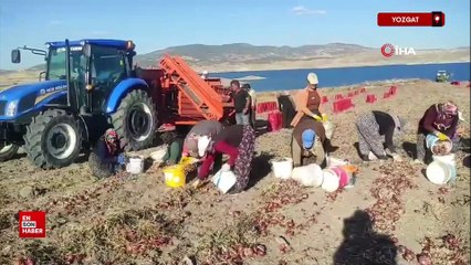 Yozgat'ta imece usulü soğan hasadı hem emek hem zaman tasarrufu sağlıyor