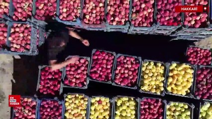 Yüksekovalı üretici 25 yıllık bahçesinden 200 ton elma hasadı yaptı