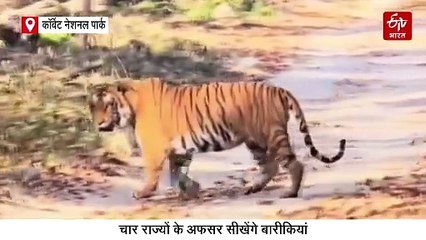 राजाजी बनेगा टाइगर काउंटिंग का 'क्लासरूम', चार राज्यों के अफसर सीखेंगे बाघों की गणना के गुर