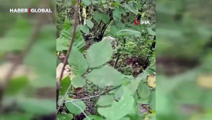 Rize'de ilk kez görüntülendi: Doğaseverleri heyecanlandıran gelişme