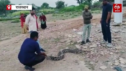 खेत में निगले शिकार के साथ मिला 13 फीट का अजगर, लंबाई देख अचंभित लोग