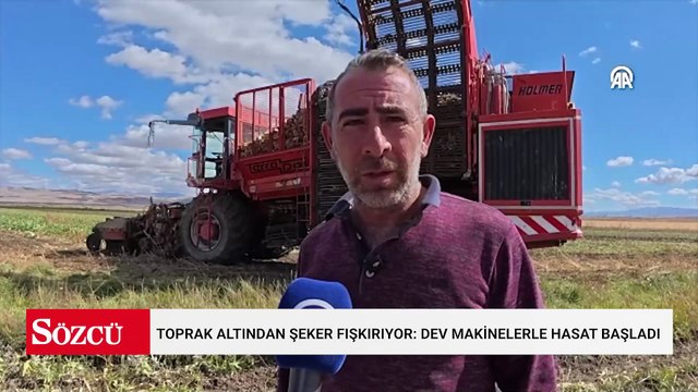 Toprak altından şeker fışkırıyor: Dev makinelerle hasat başladı