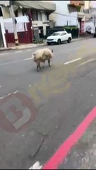 Tá perdido? Porco é flagrado caminhando entre carros em Amaralina