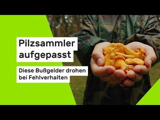 Pilzsammler aufgepasst - diese Bußgelder drohen bei Fehlverhalten