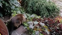 Boss of the yard checks the garden :) #cat #funnycats #cutecats #funnyanimals #viralvideo #trending #fyp