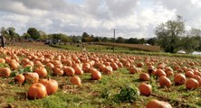 What to expect at Rogate Pumpkin Patch!