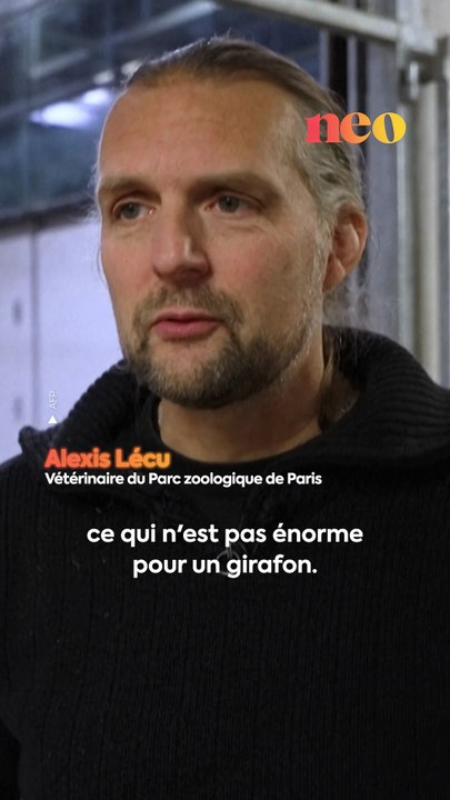 Pour la première fois depuis 6 ans, un girafon est né à Paris ! 🦒✨
