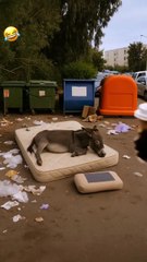 New funny comedy videos,funny days,New funniest co