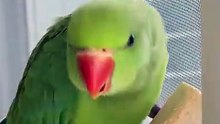 Parrot SounD  - Parrot Ecstasy