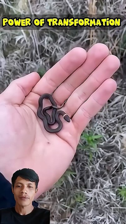 Version Snake big or small