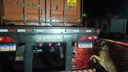 Batalhão de Polícia Rodoviária apreende maior carga de drogas com apoio de cães de faro da história do estado