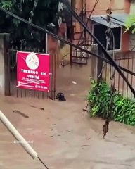 Perrito queda atrapado durante lluvias