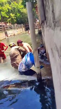 Sucuri gigante é resgatada de hotel após assustar turistas e moradores