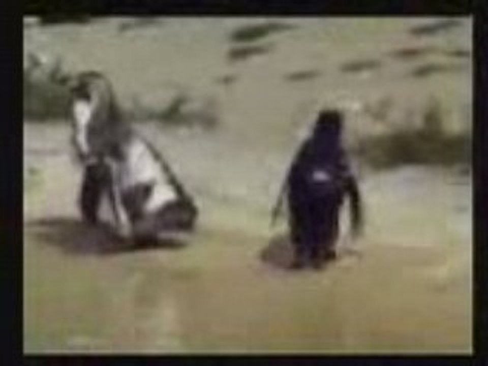 Hardcore Pinguin