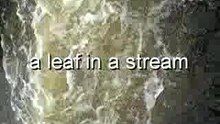 a leaf in a stream