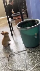Hilarious & Adorable Animals Moments You Can't Miss 🐶🐱 #pets #cuteanimals # #FunnyAnimals #CutePets #FunnyAnimalMoments