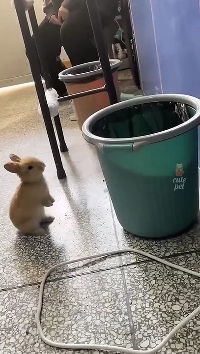 Hilarious & Adorable Animals Moments You Can't Miss 🐶🐱 #pets #cuteanimals # #FunnyAnimals #CutePets #FunnyAnimalMoments