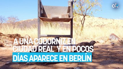 Los científicos no dan crédito: ponen un GPS a una codorniz en Ciudad Real y en pocos días aparece en Berlín
