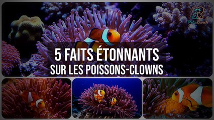 5 Faits Incroyables sur les Poissons-Clowns