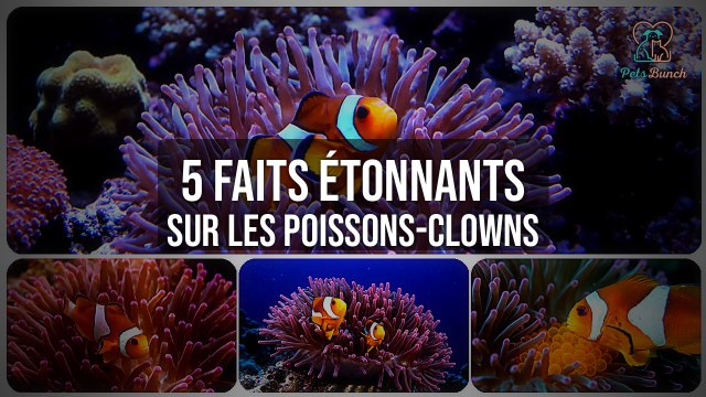 5 Faits Incroyables sur les Poissons-Clowns
