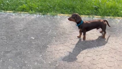 Cautious dog comes across a dog statue and observes it carefully