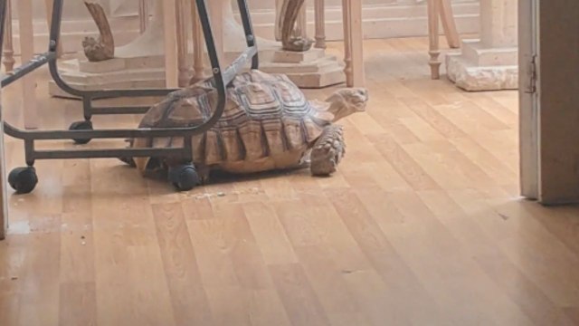 Sulcata tortoise drags a birdcage across the floor and gives the bird a ride
