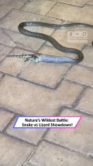 Deadly Snake vs Blue-Tongued Skink – Nature’s Brutal Battle Caught on Film|| Heartsome 💖
