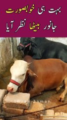 Bohat hi Beautiful Animal Betha NAZAR Aya😊