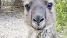 Kangaroo
