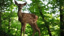 Bambi, l'histoire d'une vie dans les bois