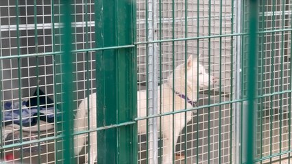 Go big and bring home - RSCPA in Leybourne wants more people to adopt bigger dogs