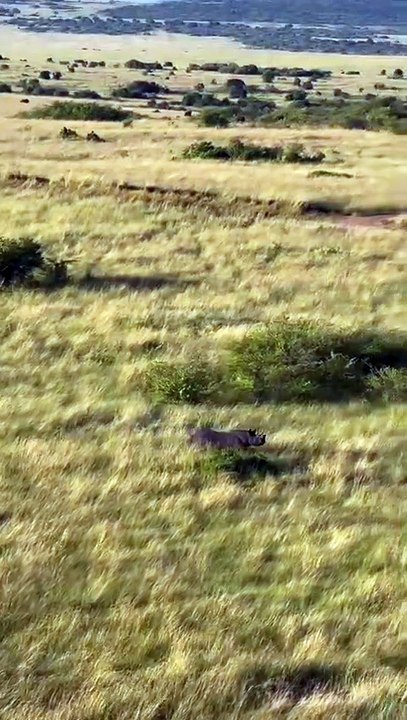 VId A tiger 🐅🐯 searching something