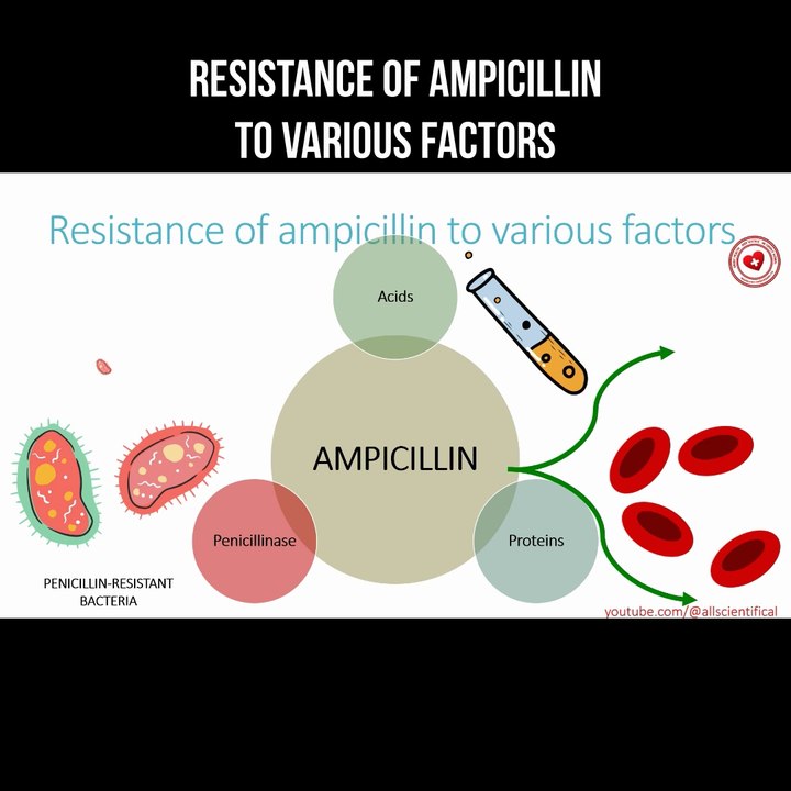 Ampicillin resistance to various factors