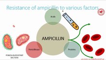 Ampicillin resistance to various factors