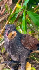 Baby Bird Swallows a Snake Whole! Follow for more wild moments.