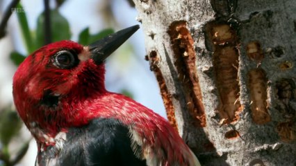 Alaska Earth's Frozen Kingdom S01E02