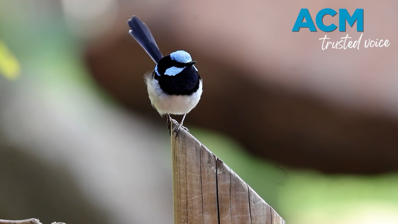 Aussie encouraged to unleash their inner 'bird nerd'