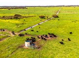Quality Limestone Coast grazing farm for sale by auction.