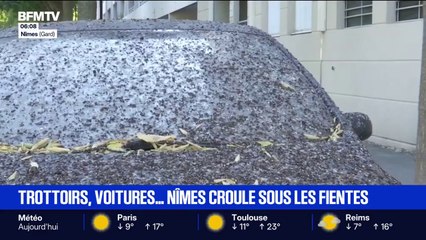 Trottoirs, voitures… Nîmes croule sous les fientes d’étourneaux
