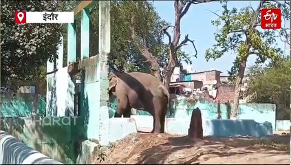 इंदौर जू के हाथी मोती को वंतारा शिफ्ट करने के आदेश, नगर निगम और चिड़ियाघर प्रशासन ने उठाए सवाल
