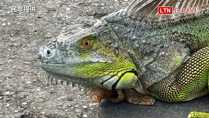 竹山竟有「酷斯拉」來撞門！1.5米綠鬣蜥誤闖民宅嚇壞人